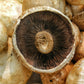 Mushrooms